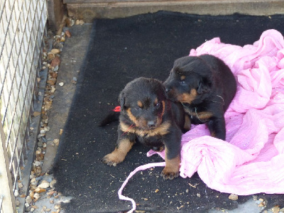 CHIOT