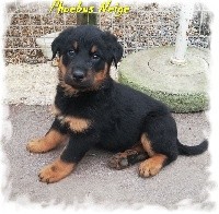Phoebus Neige