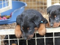CHIOT