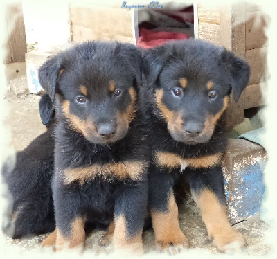 CHIOT