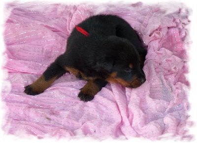 CHIOT