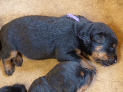 CHIOT