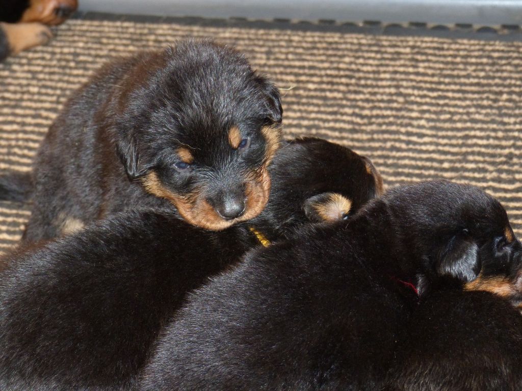du Royaume D'Elsa - Chiots disponibles - Berger de Beauce