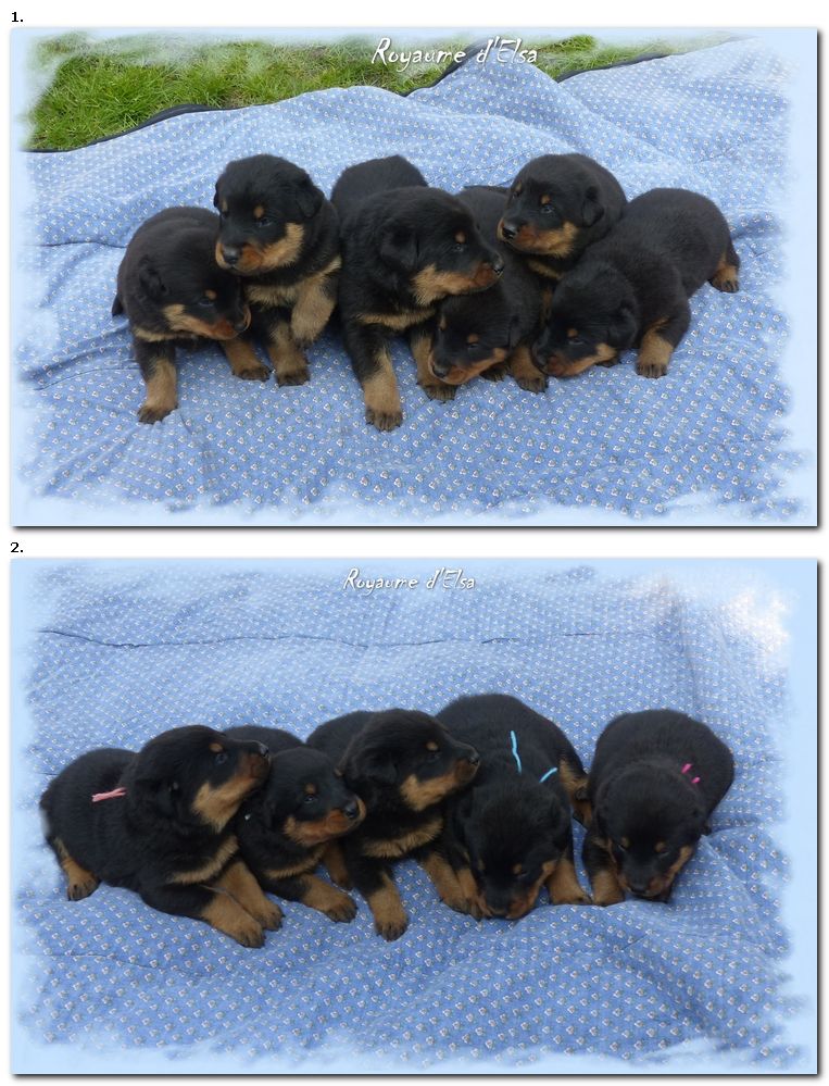 Chiot Berger de Beauce du Royaume D'Elsa