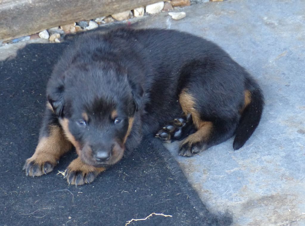 du Royaume D'Elsa - Chiots disponibles - Berger de Beauce