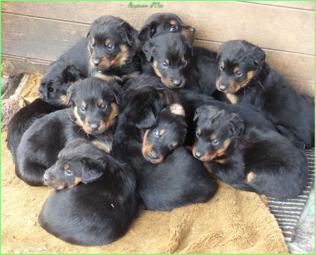 Chiot Berger de Beauce du Royaume D'Elsa