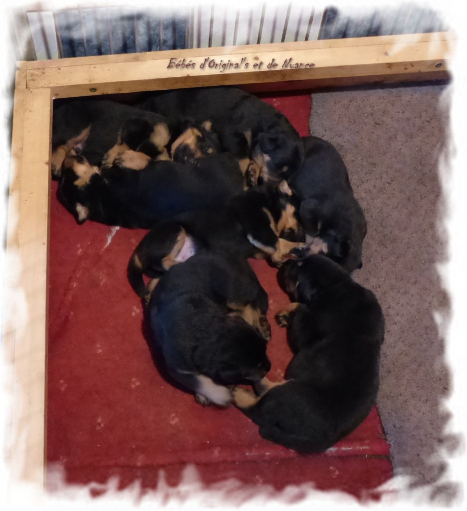 Chiot Berger de Beauce du Royaume D'Elsa