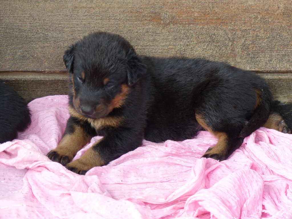 du Royaume D'Elsa - Chiots disponibles - Berger de Beauce
