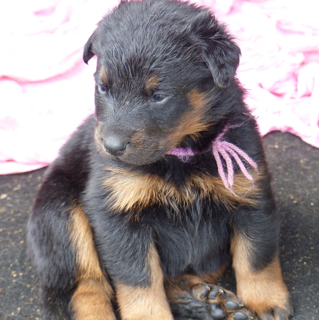 du Royaume D'Elsa - Chiots disponibles - Berger de Beauce