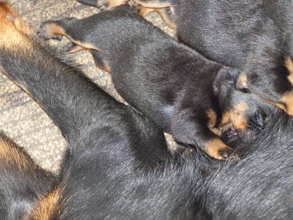 CHIOT