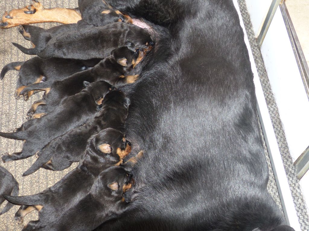 du Royaume D'Elsa - Chiots disponibles - Berger de Beauce