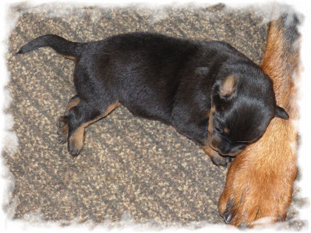 CHIOT
