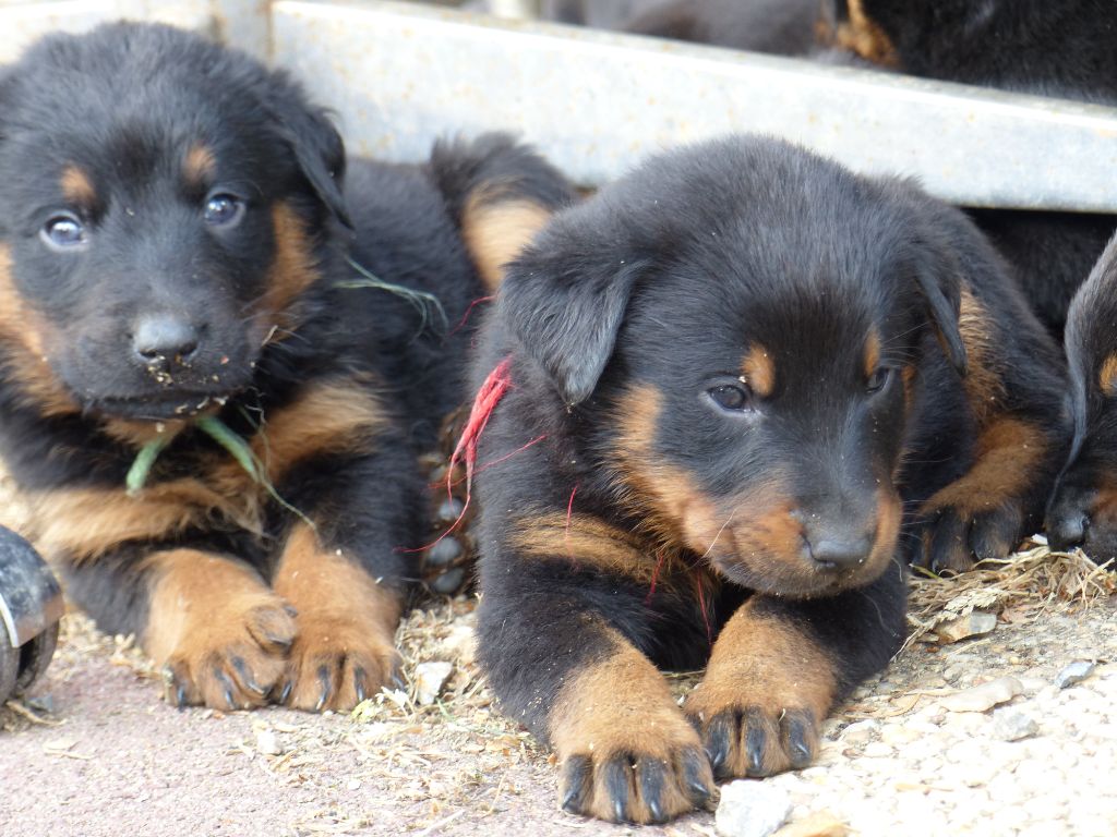du Royaume D'Elsa - Chiots disponibles - Berger de Beauce