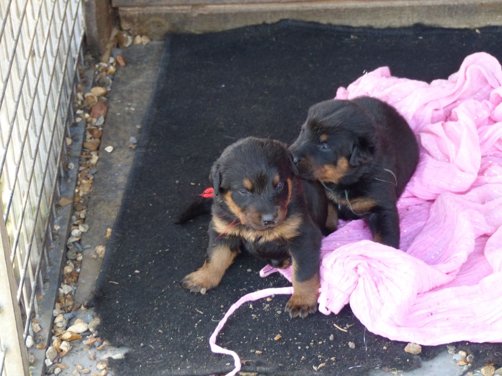 du Royaume D'Elsa - Chiots disponibles - Berger de Beauce