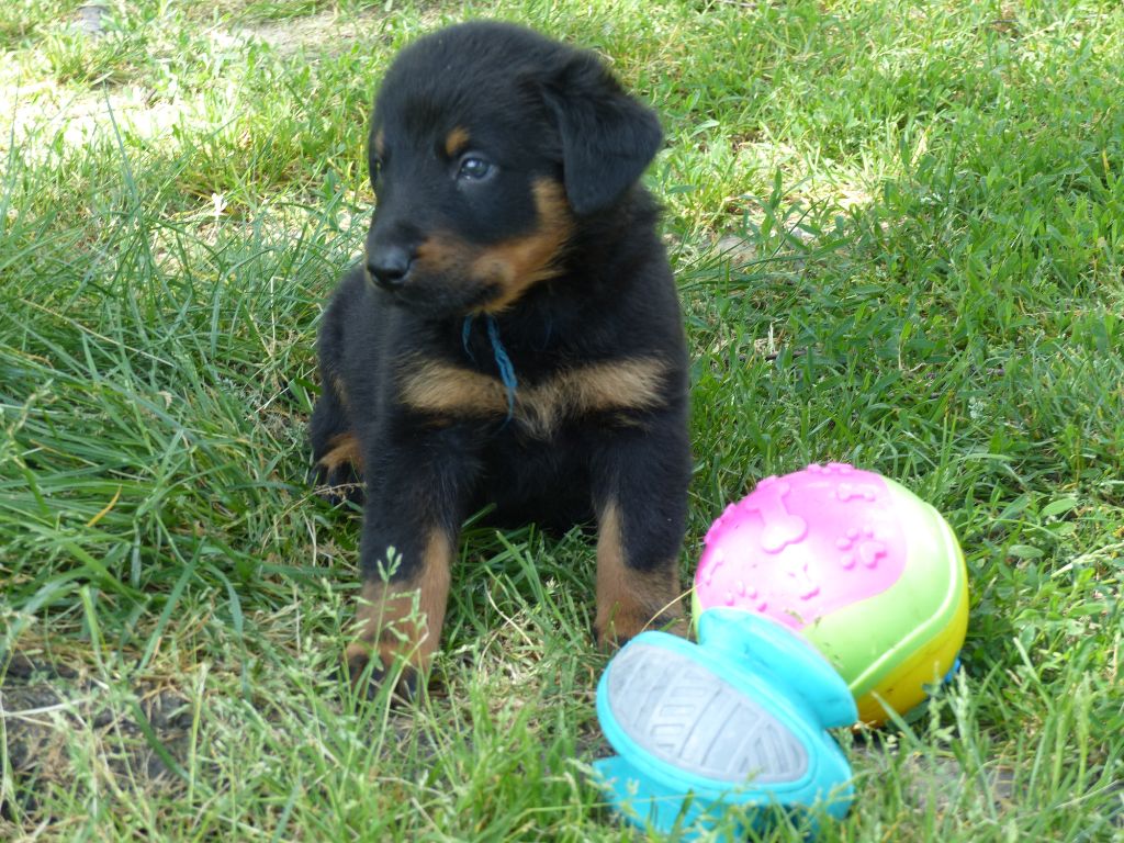 du Royaume D'Elsa - Chiots disponibles - Berger de Beauce