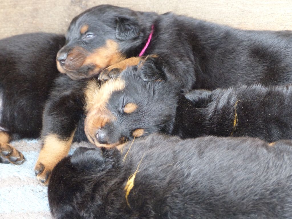 du Royaume D'Elsa - Chiots disponibles - Berger de Beauce