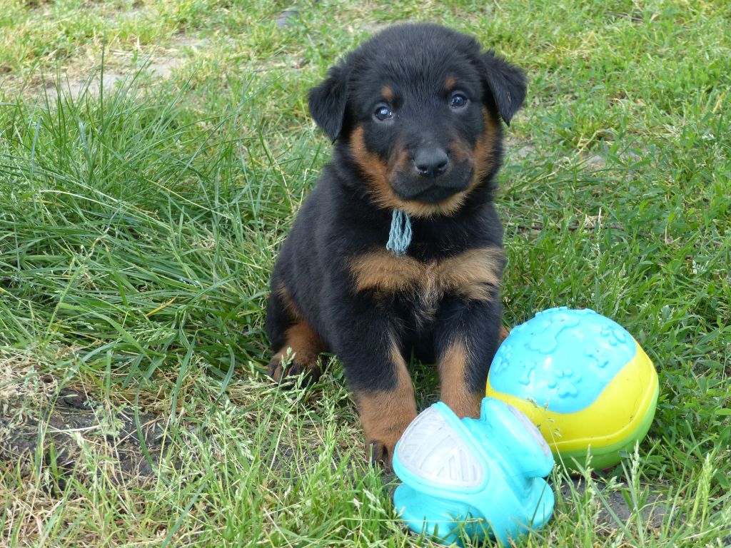 du Royaume D'Elsa - Chiots disponibles - Berger de Beauce