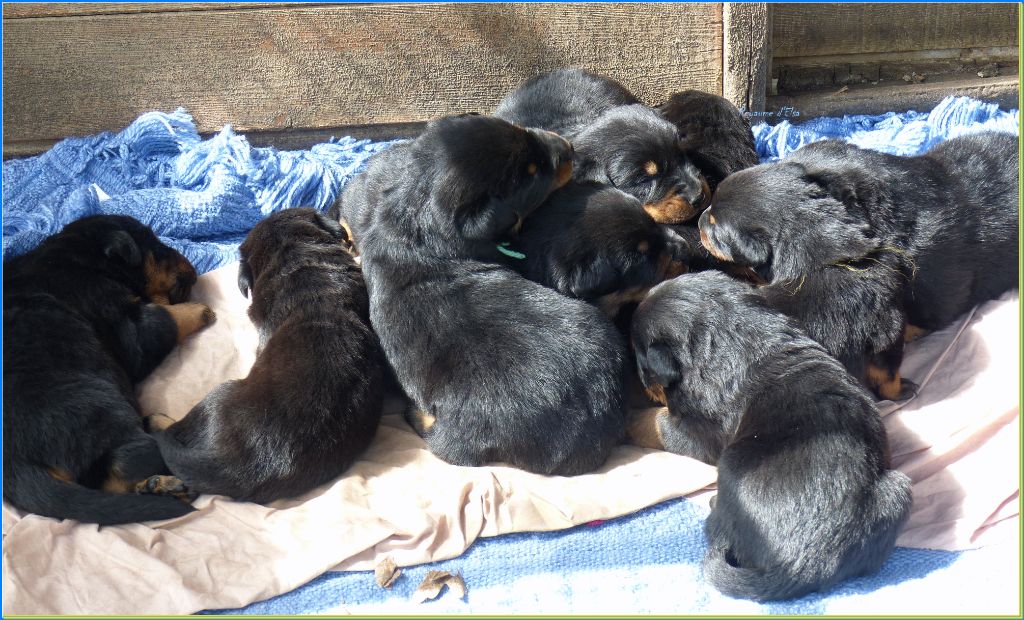 Chiot Berger de Beauce du Royaume D'Elsa