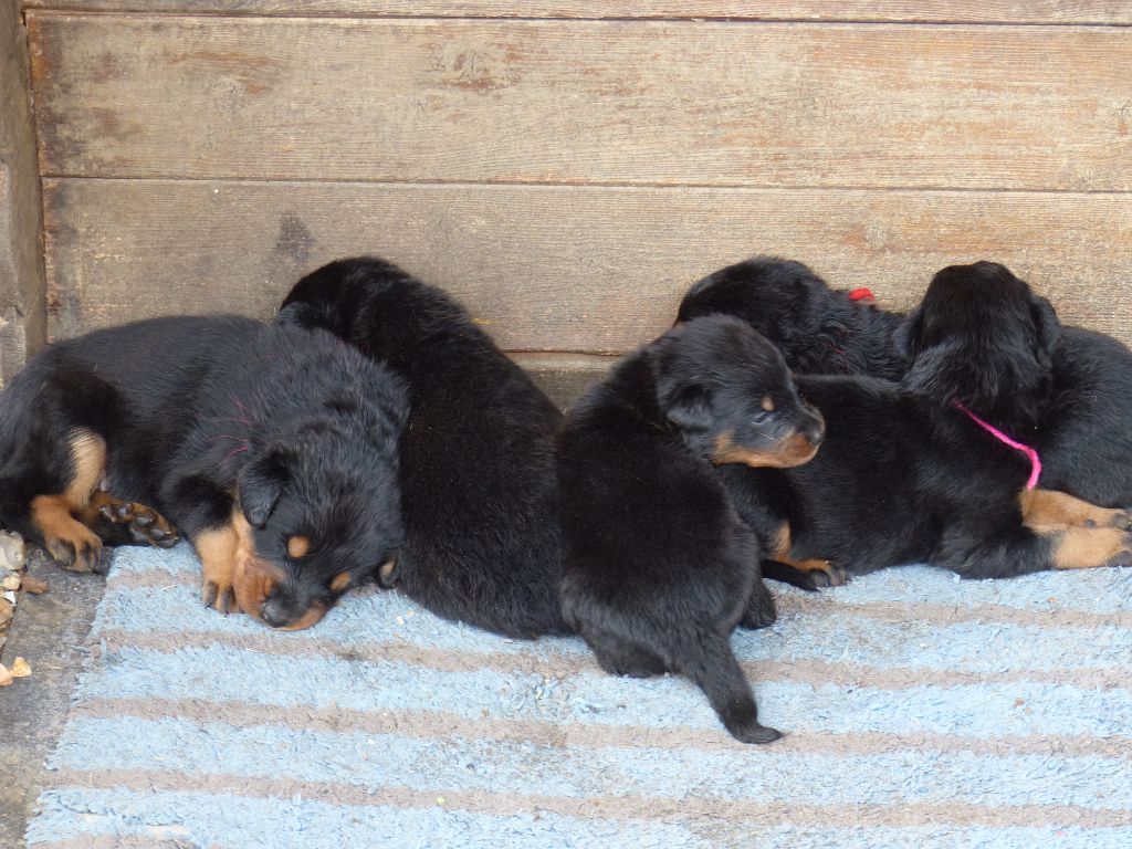 du Royaume D'Elsa - Chiots disponibles - Berger de Beauce