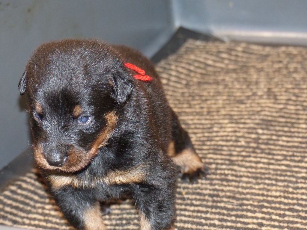 du Royaume D'Elsa - Chiots disponibles - Berger de Beauce