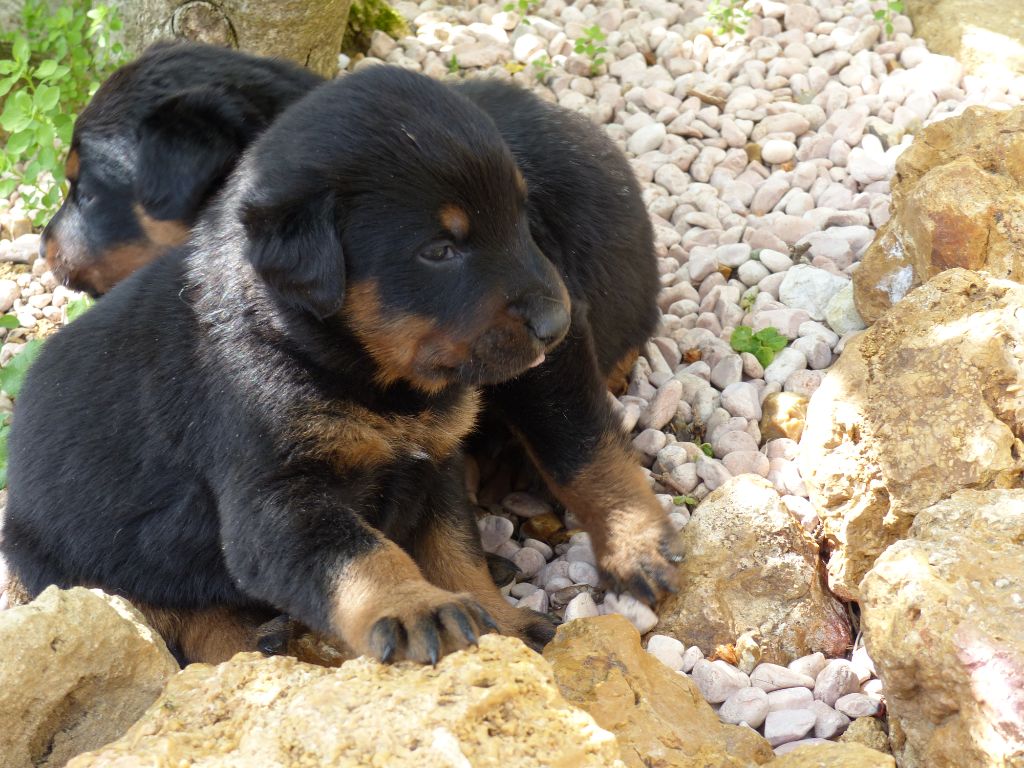 du Royaume D'Elsa - Chiots disponibles - Berger de Beauce