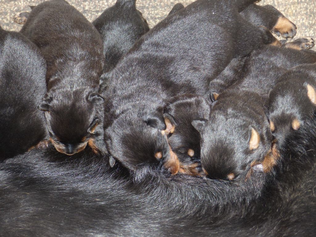 du Royaume D'Elsa - Chiots disponibles - Berger de Beauce