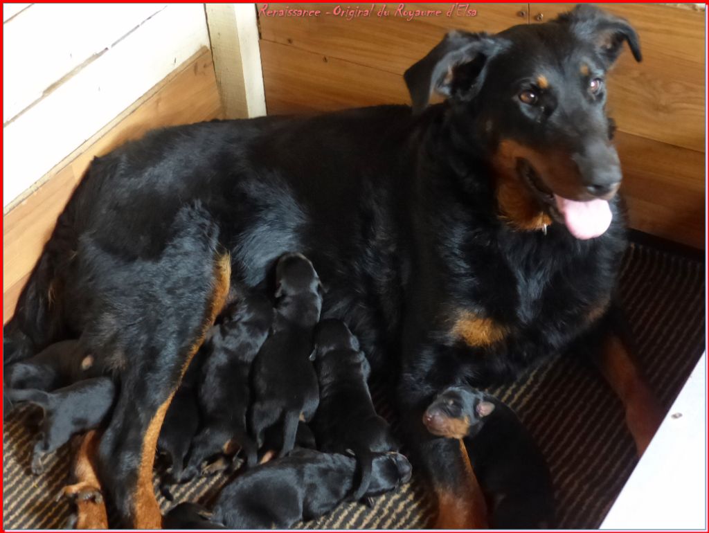 Chiot Berger de Beauce du Royaume D'Elsa