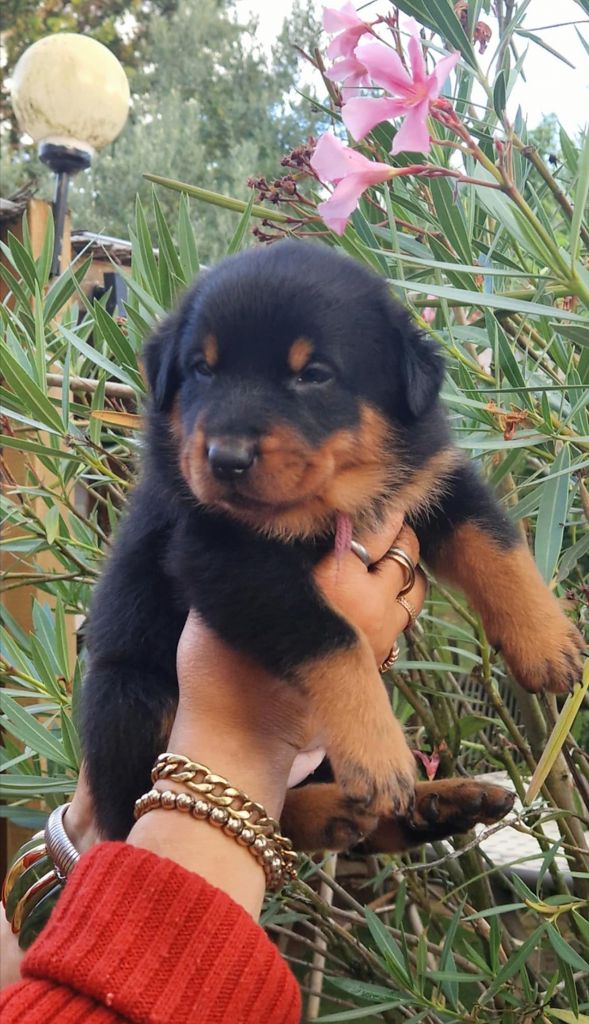 du Royaume D'Elsa - Chiots disponibles - Berger de Beauce