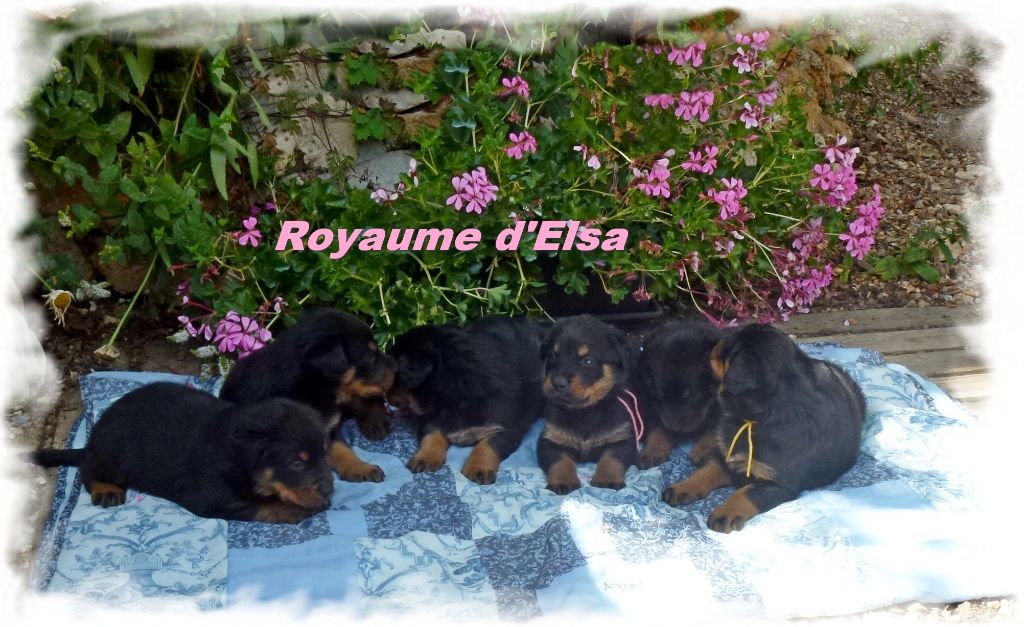 du Royaume D'Elsa - Berger de Beauce - Portée née le 21/08/2017