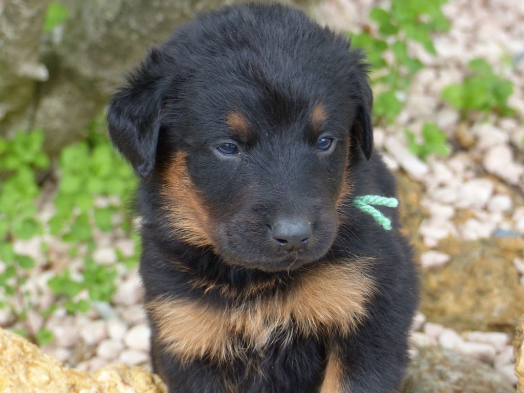 du Royaume D'Elsa - Chiots disponibles - Berger de Beauce
